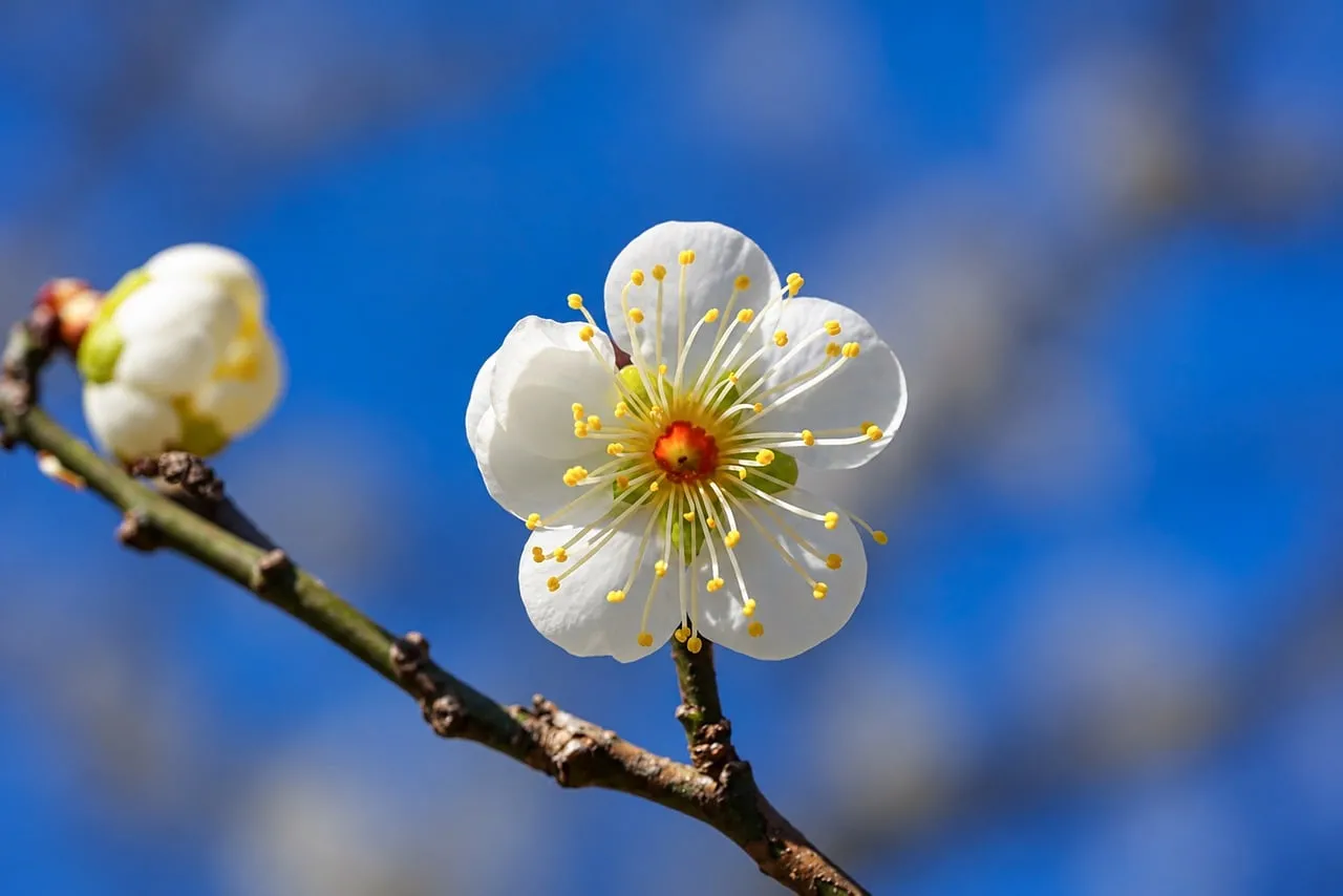 Stunning White Plum Blossom Against Azure Sky