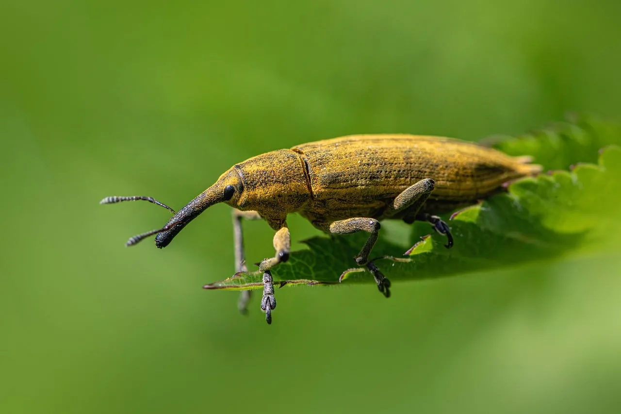 Stunning Macro: Yellow Weevil on Vibrant Green Leaf