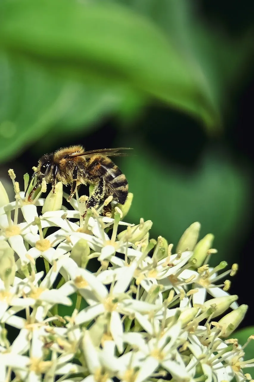 Vibrant Macro: Busy Bee Pollinating White Flowers