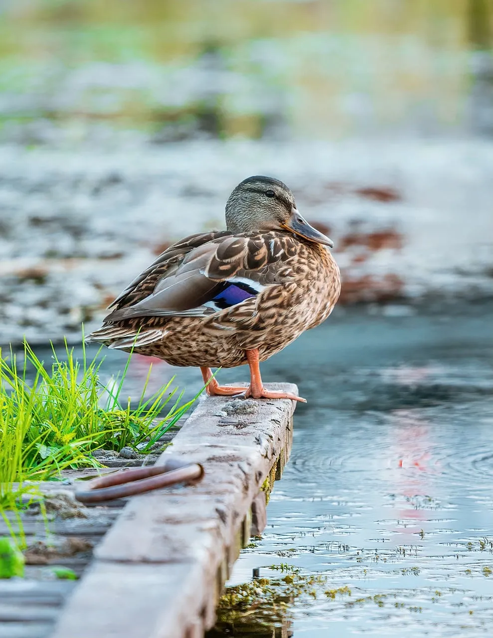 Serene Duck Rests Peacefully on Lake Pier