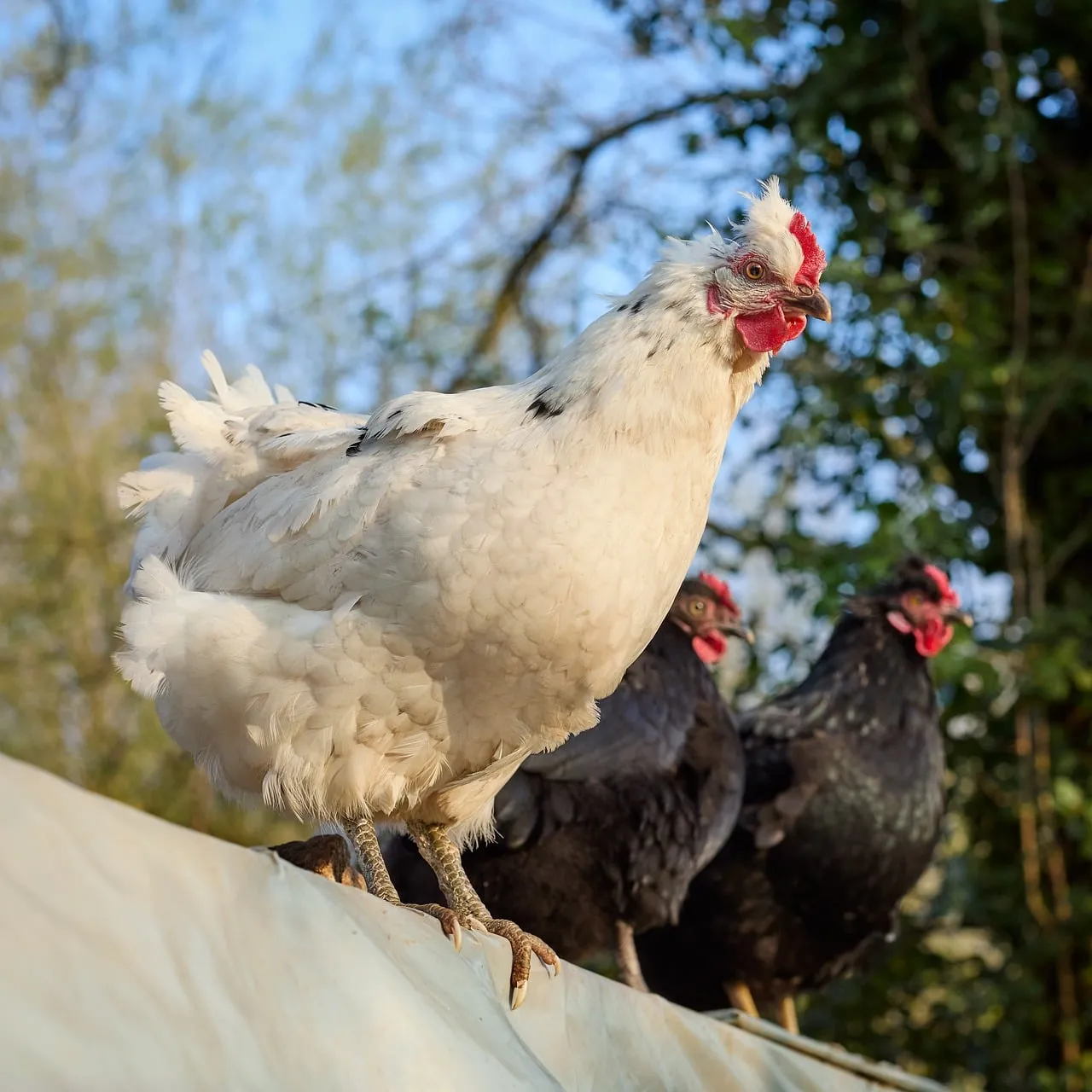 Vibrant Farm Life: Chickens Bask in Golden Sunlight