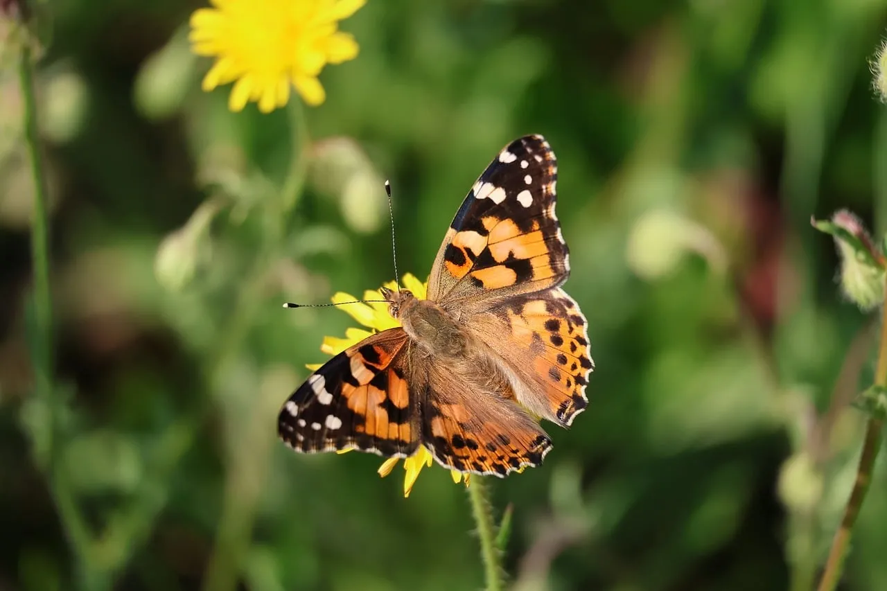 Vibrant Painted Lady Butterfly on Yellow Flower in Summer Garden