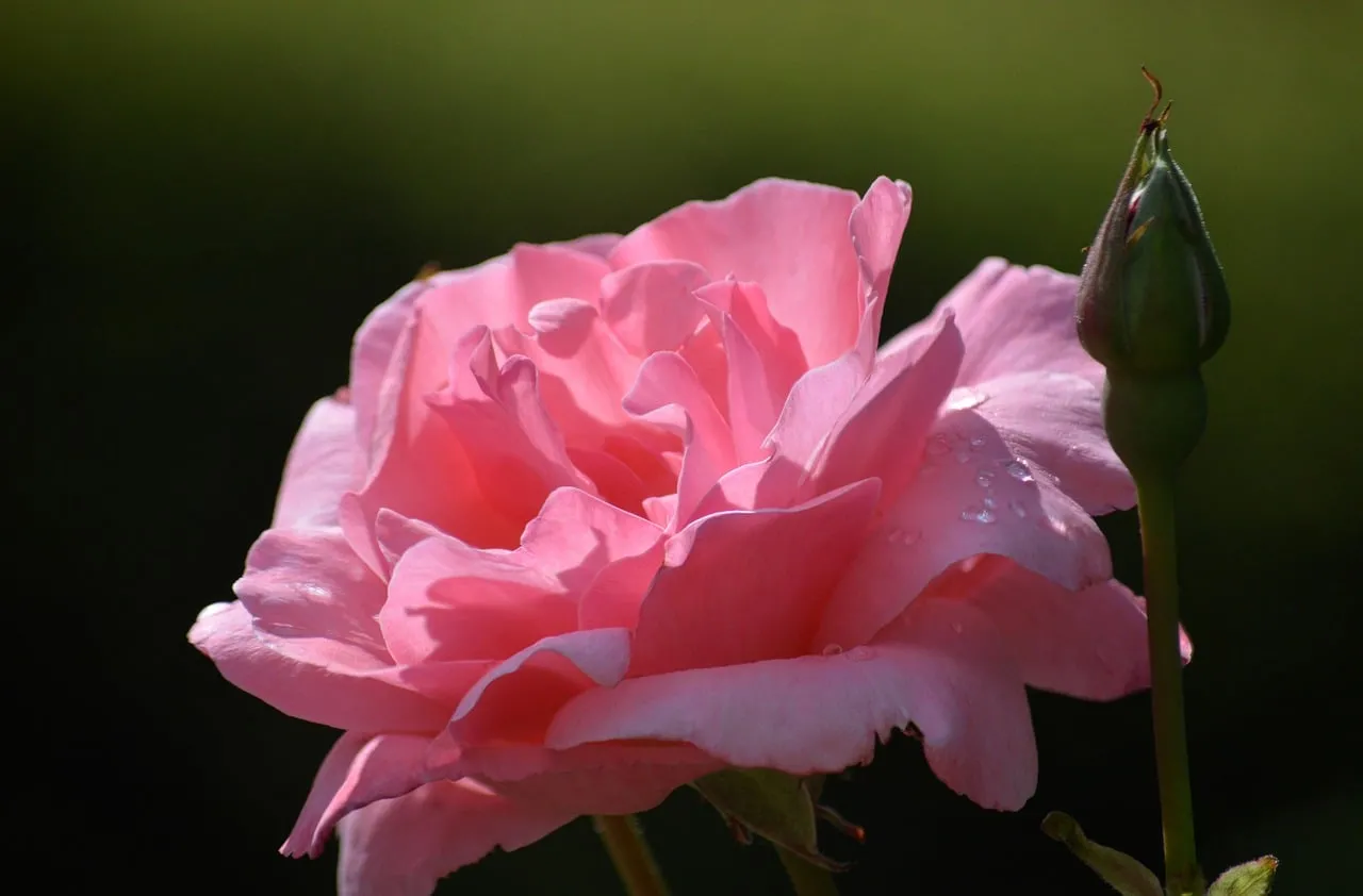 Vibrant Pink Rose Bloom: Summer Garden Beauty