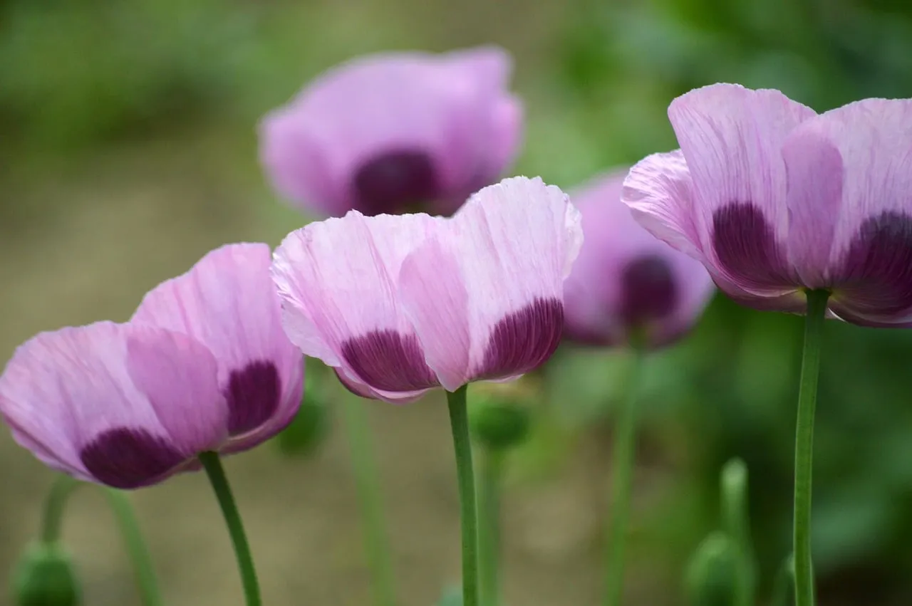Vibrant Pastel Poppies: Delicate Blooms in a Summer Garden