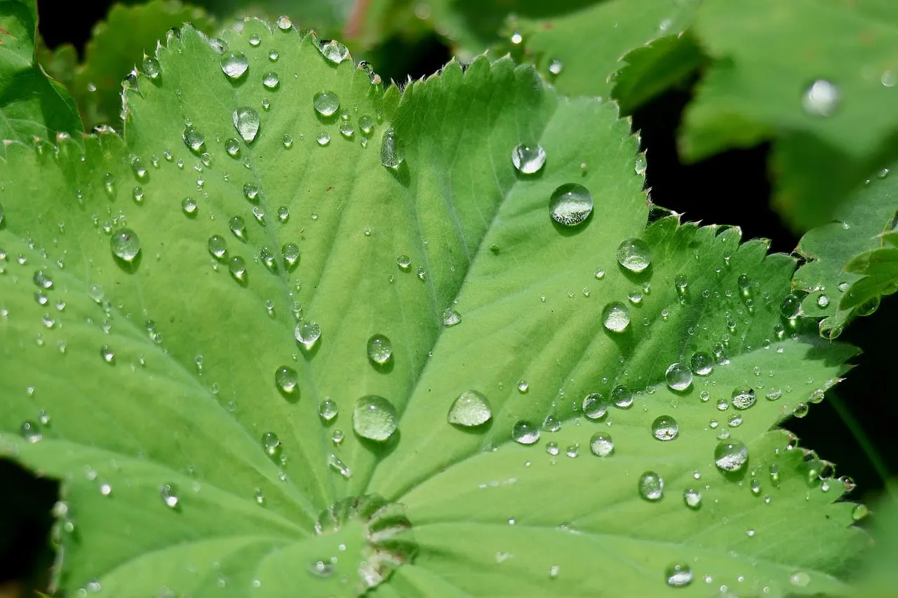 Vibrant Dewdrops Adorn a Fresh Green Alchemilla Leaf