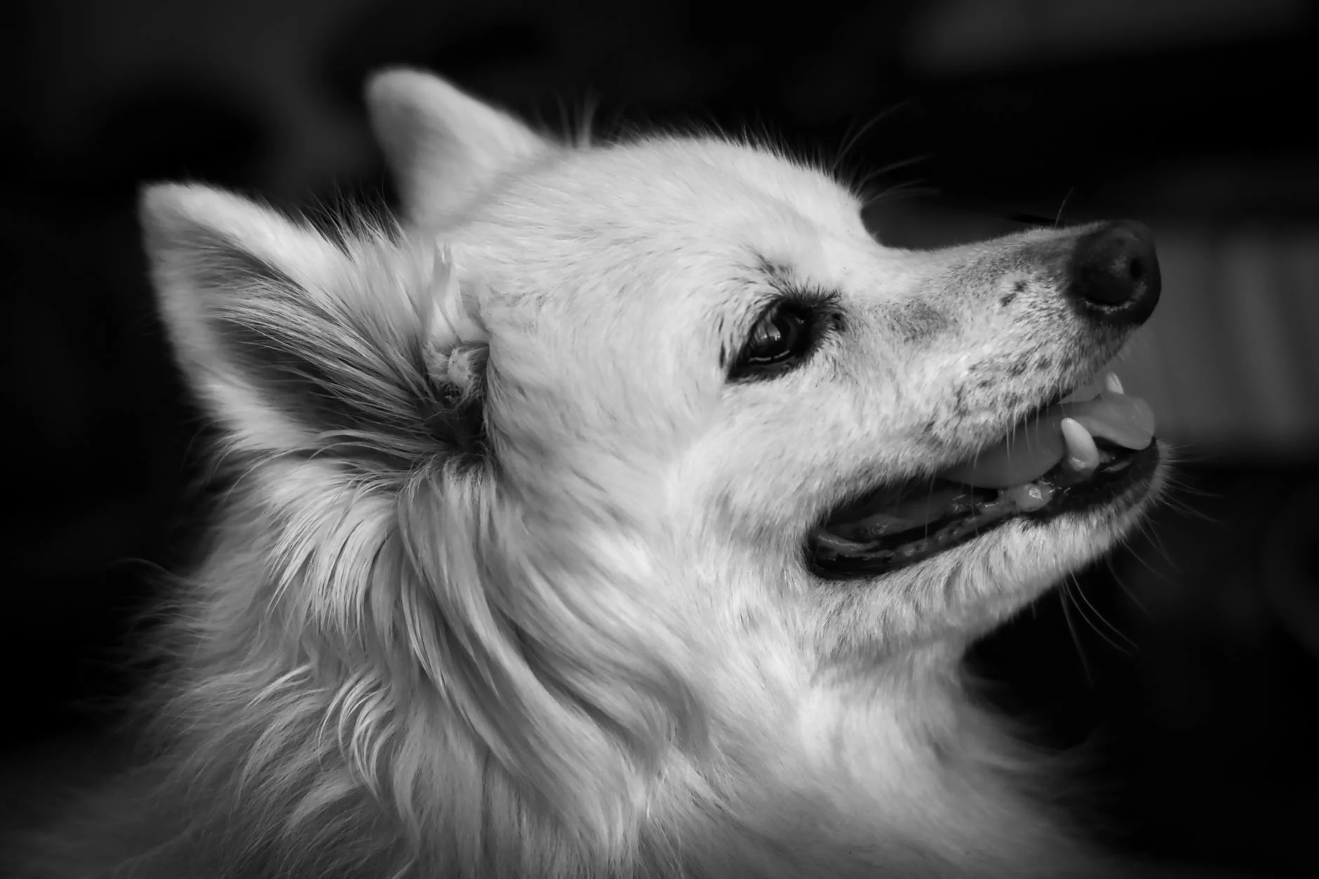 Joyful Fluffy Dog: A Captivating Black and White Portrait
