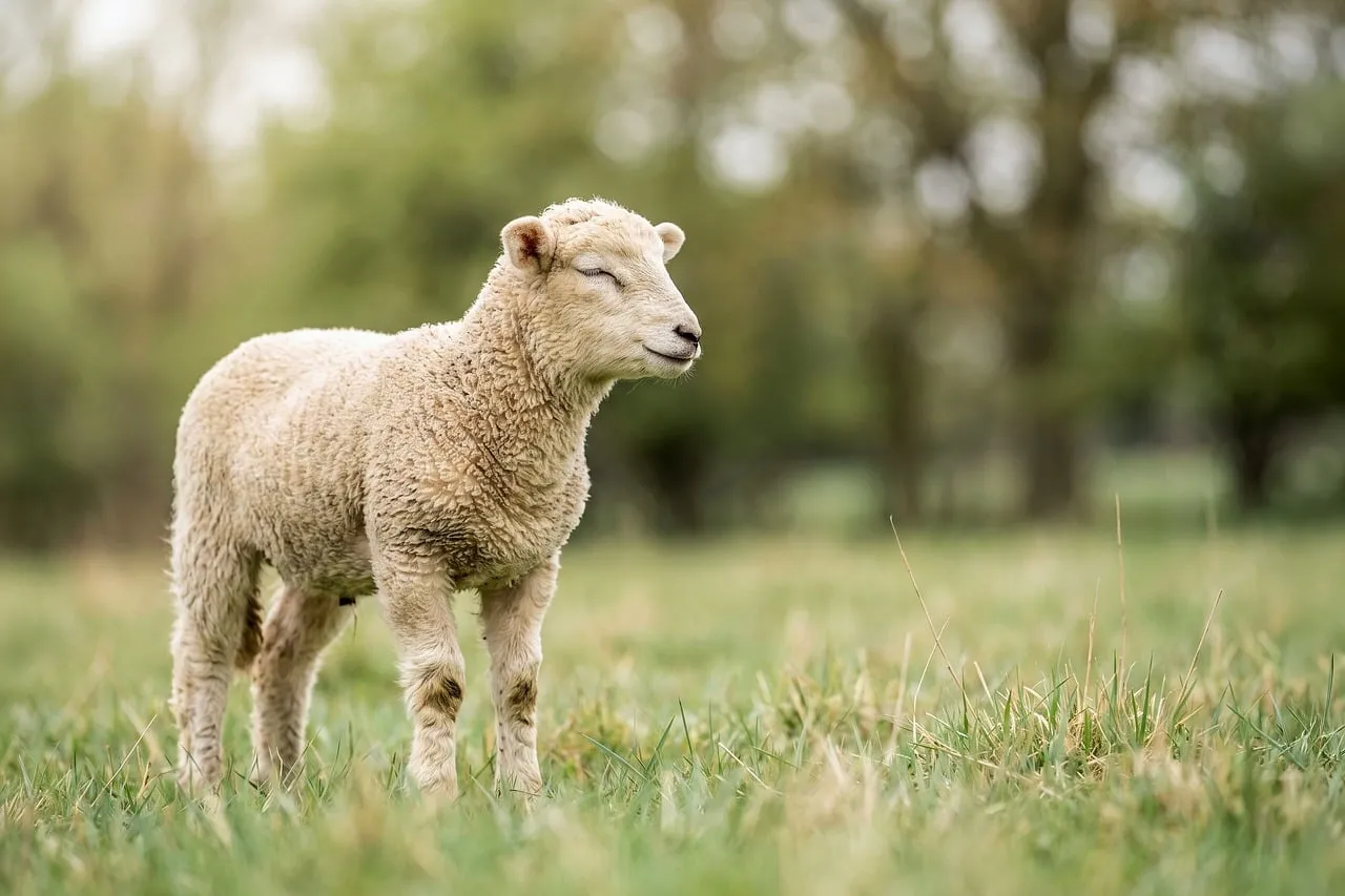 Charming Little Lamb in a Serene Spring Pasture