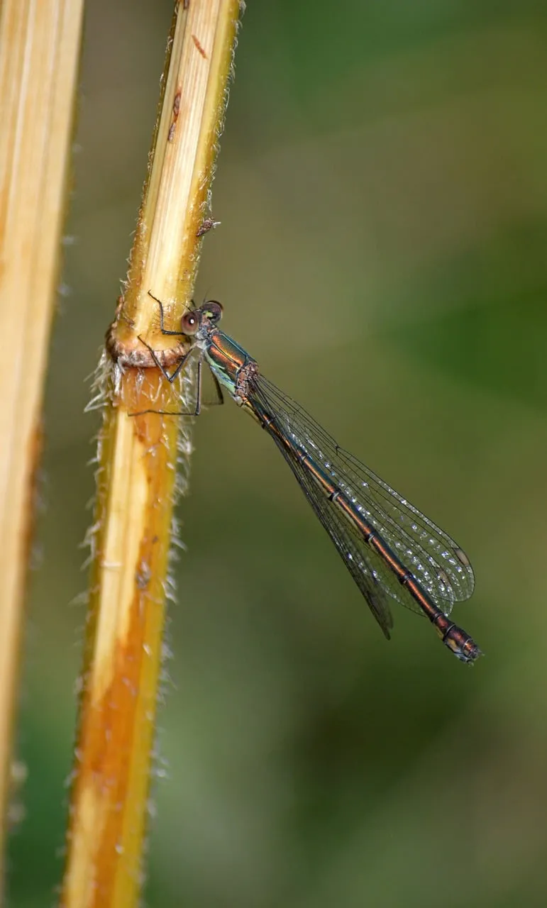Vibrant Damselfly Macro: Nature's Jewel on Plant Stems