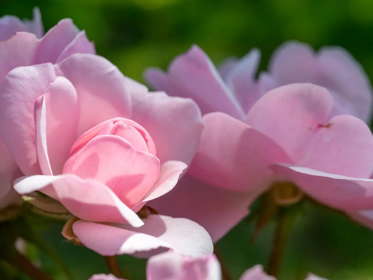 Stunning Pink Rose Bud Blooming in Sunlight