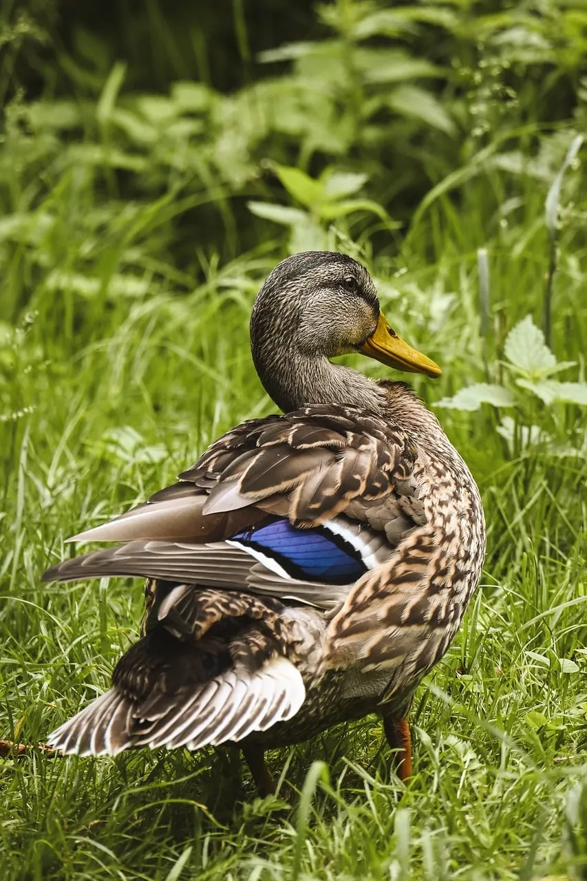 Vibrant Mallard Duck Amidst Lush Summer Greens