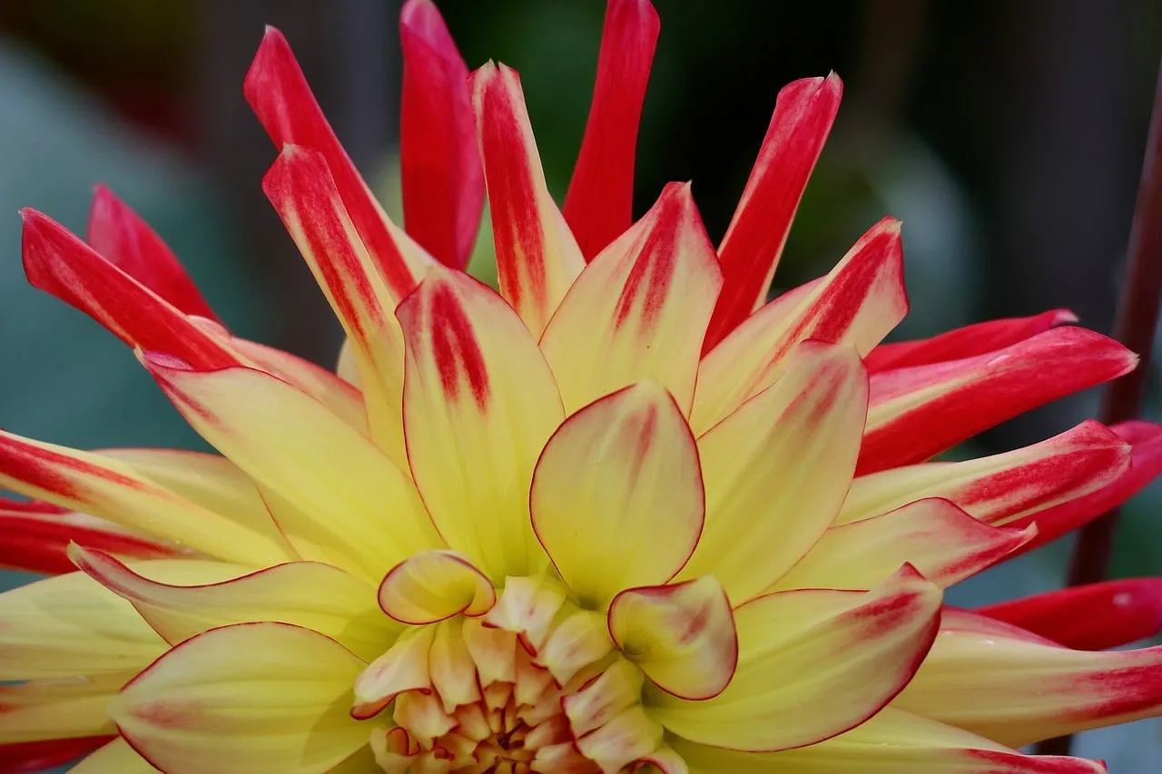Vibrant Bicolor Dahlia: A Macro Symphony of Yellow and Red Petals