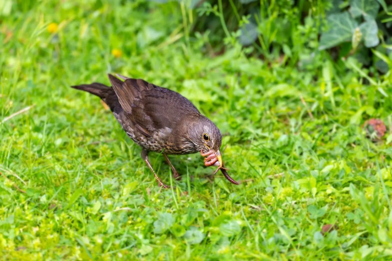 Spring Songbird: Blackbird Foraging Earthworm in Lush Green Grass