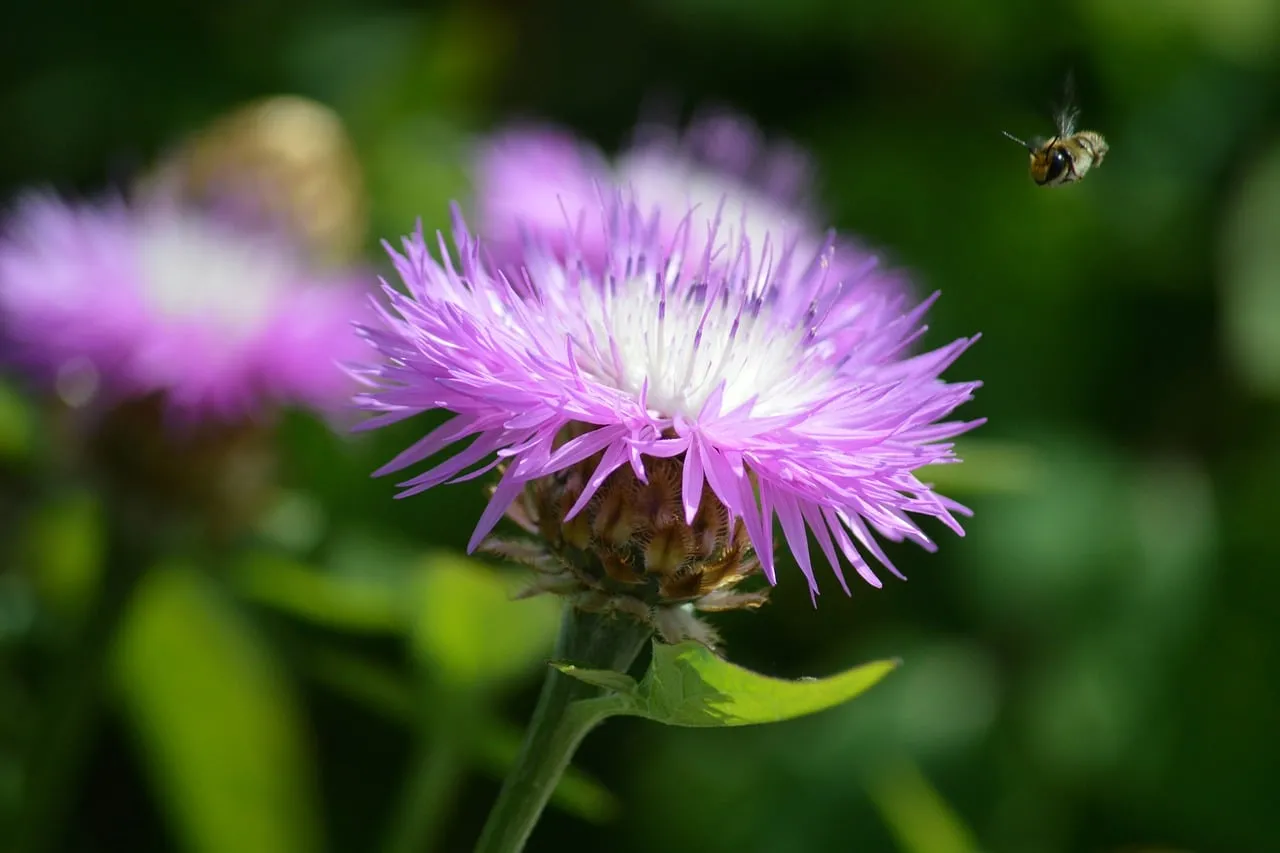 Vibrant Knapweed Bloom: A Bee's Nectar Oasis