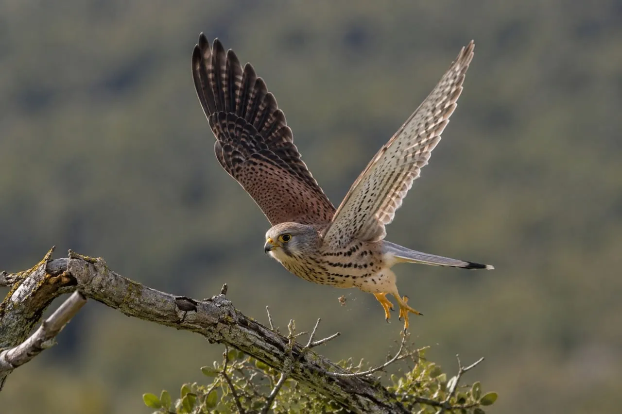 Majestic Kestrel Takes Flight: A Predator's Graceful Ascent