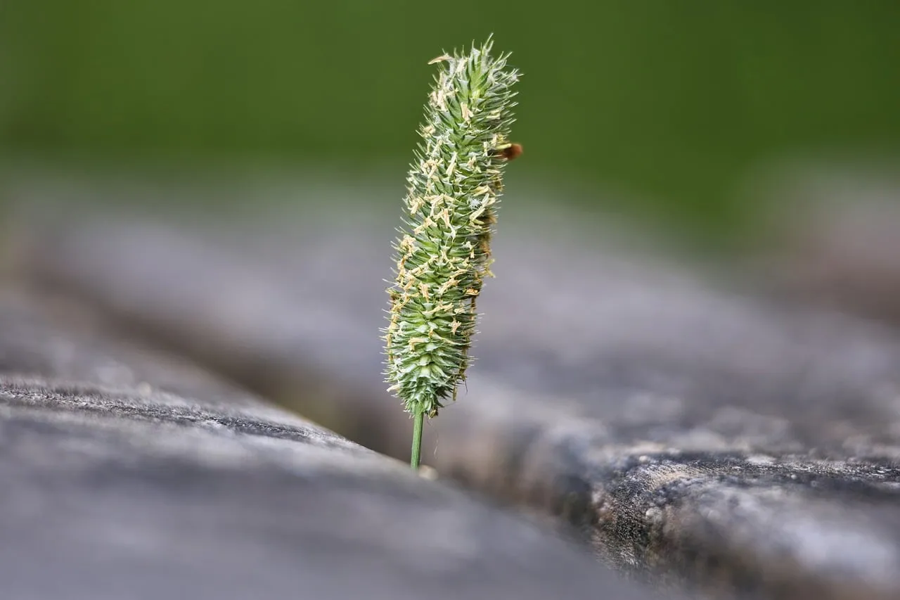 Resilient Green Blade: A Symbol of Nature's Unyielding Growth