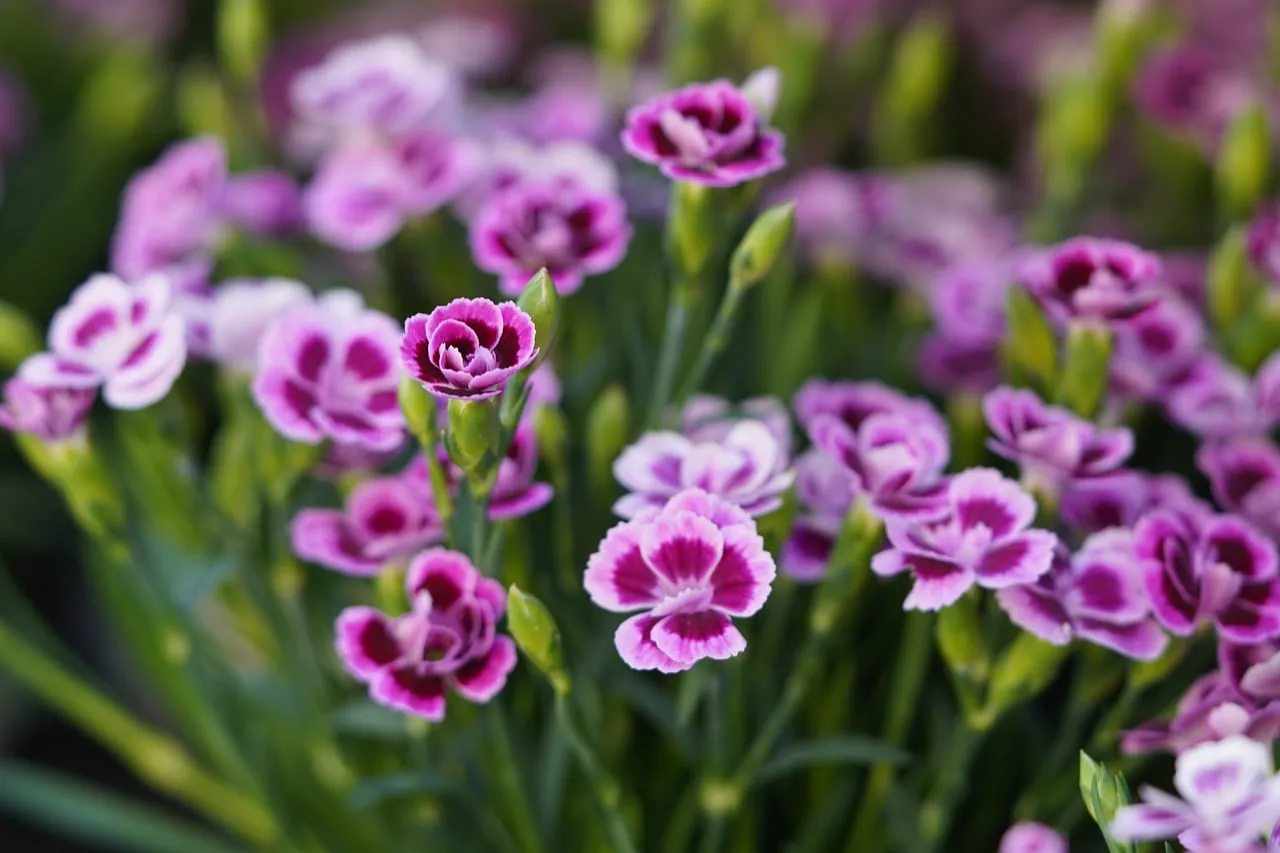 Vibrant Purple Carnations: A Stunning Floral Display