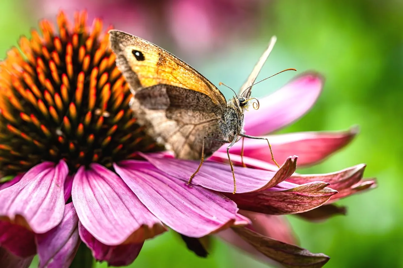 Vibrant Butterfly on Purple Coneflower: Nature's Summer Ballet