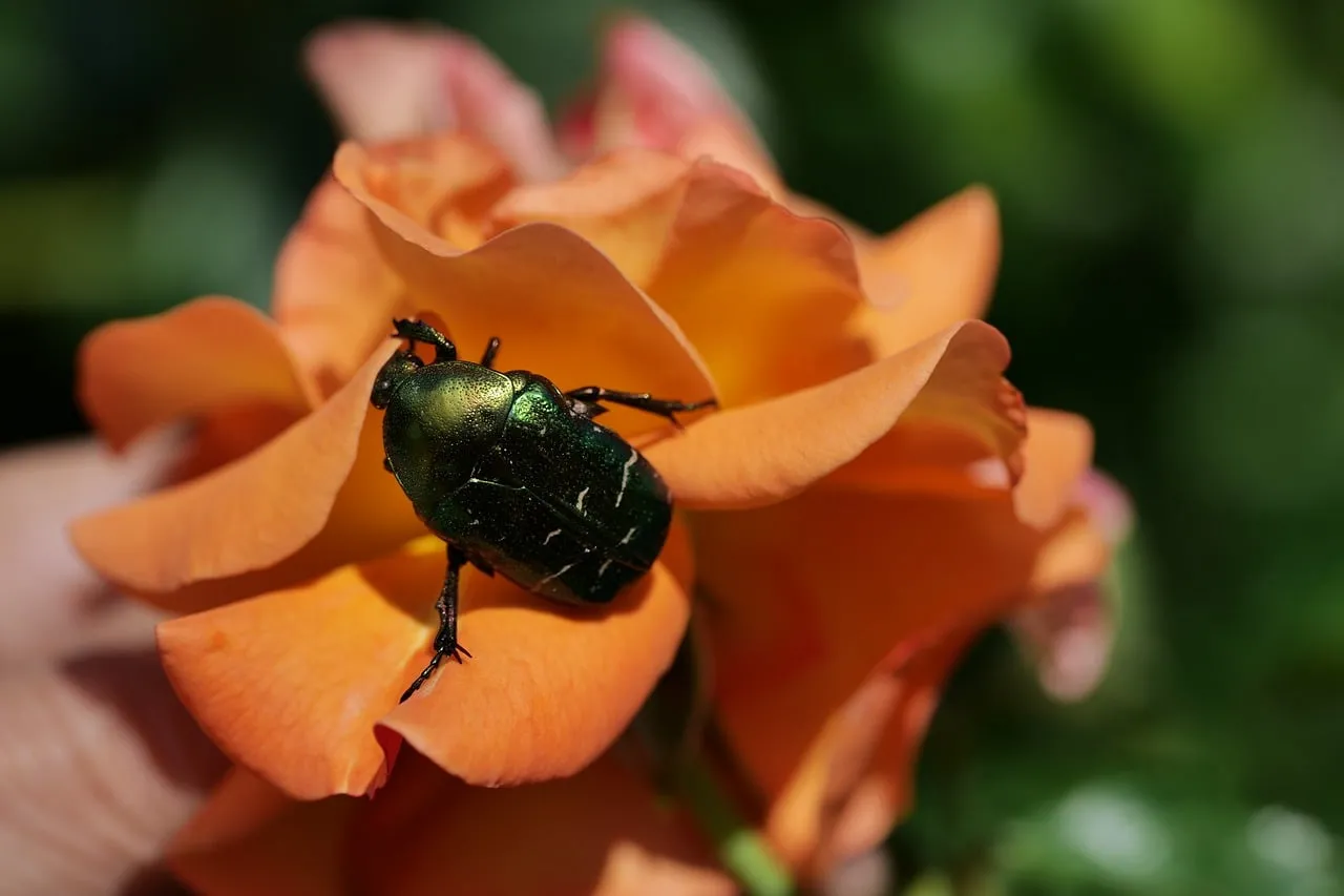 Vibrant Rose & Jewel Beetle: Nature's Macro Masterpiece