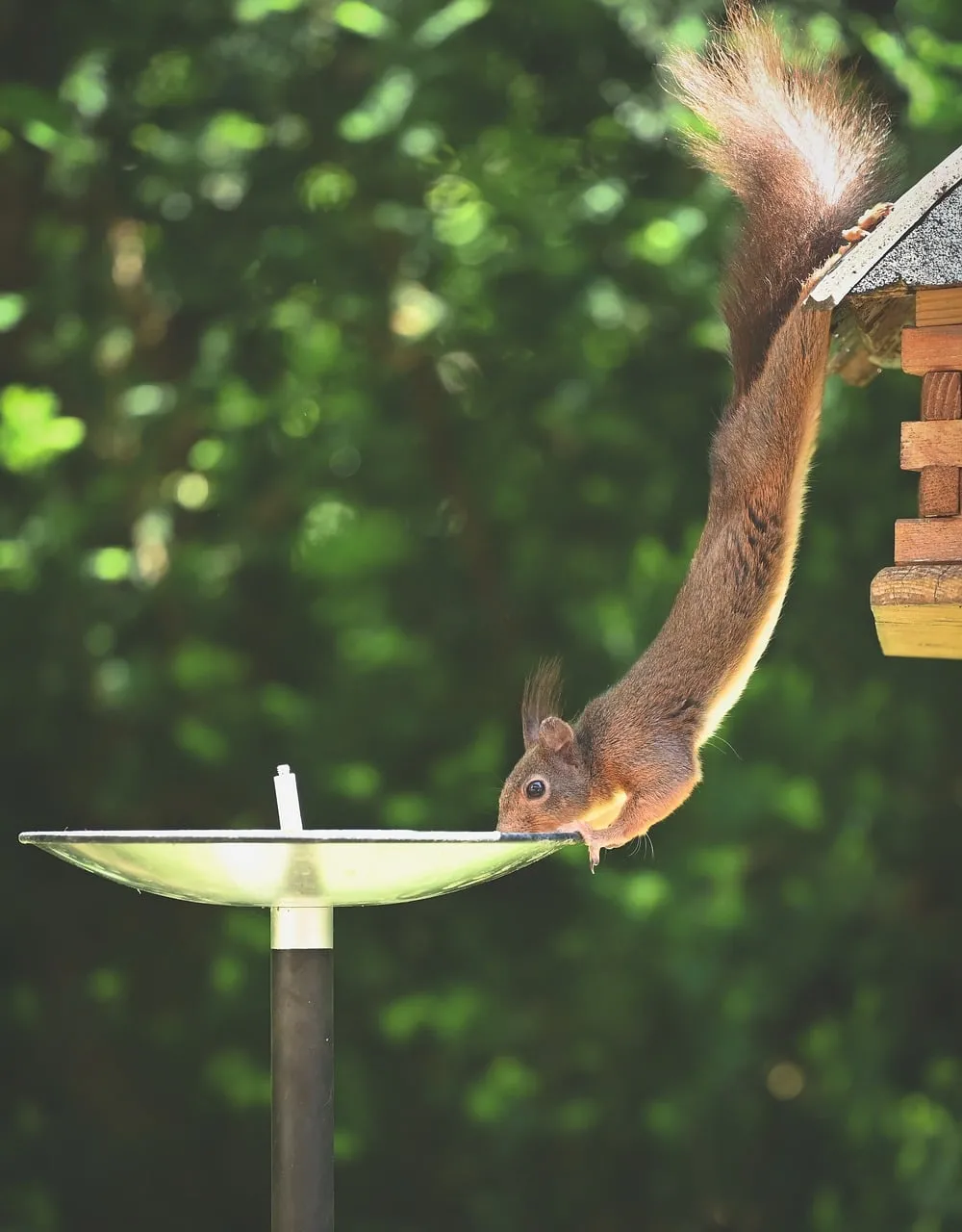 Acrobatic Squirrel Quenches Thirst in Summer Garden