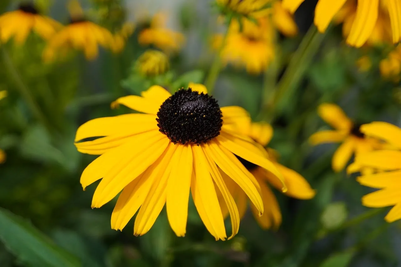 Vibrant Yellow Black-Eyed Susan in Sunlit Garden