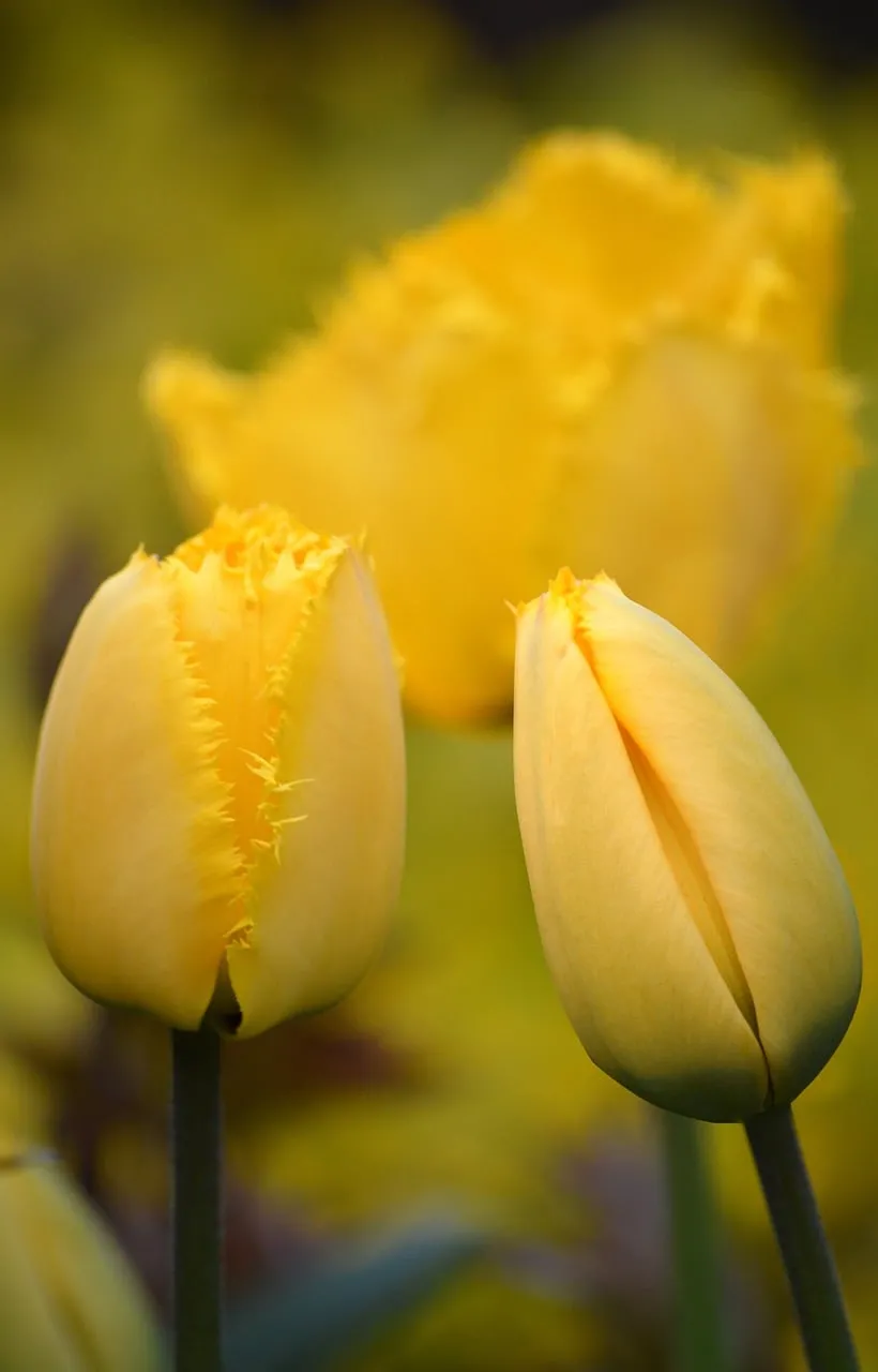 Vibrant Yellow Tulips: Nature's Springtime Masterpiece