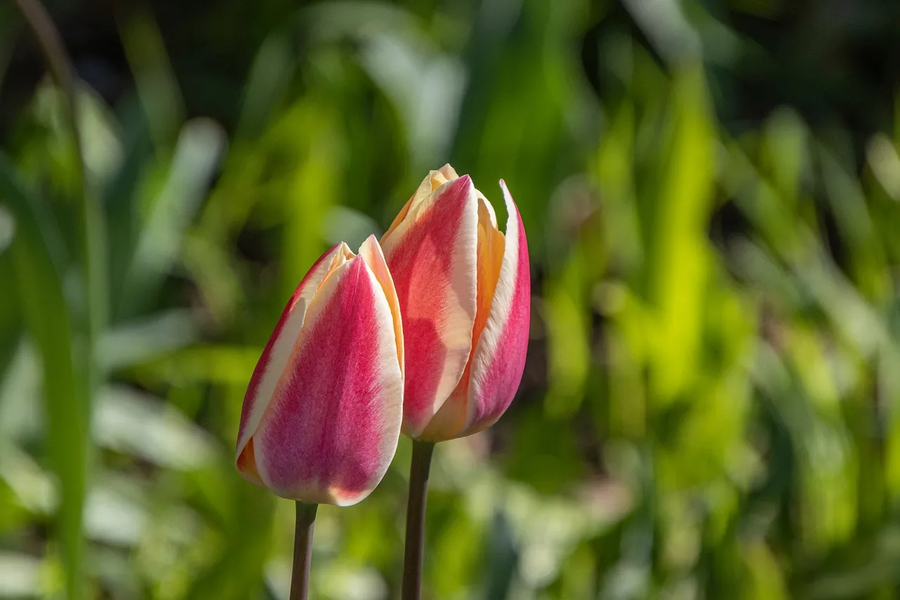 Vibrant Red-Gold Tulips Blooming in a Spring Garden