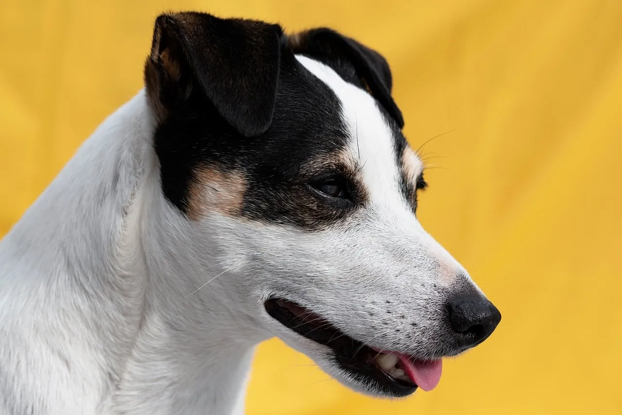 Charming Jack Russell Terrier Profile on Yellow