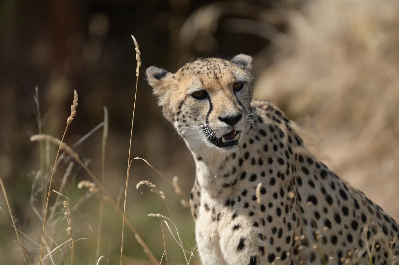 Majestic Cheetah: Wild Grace in Golden Grass