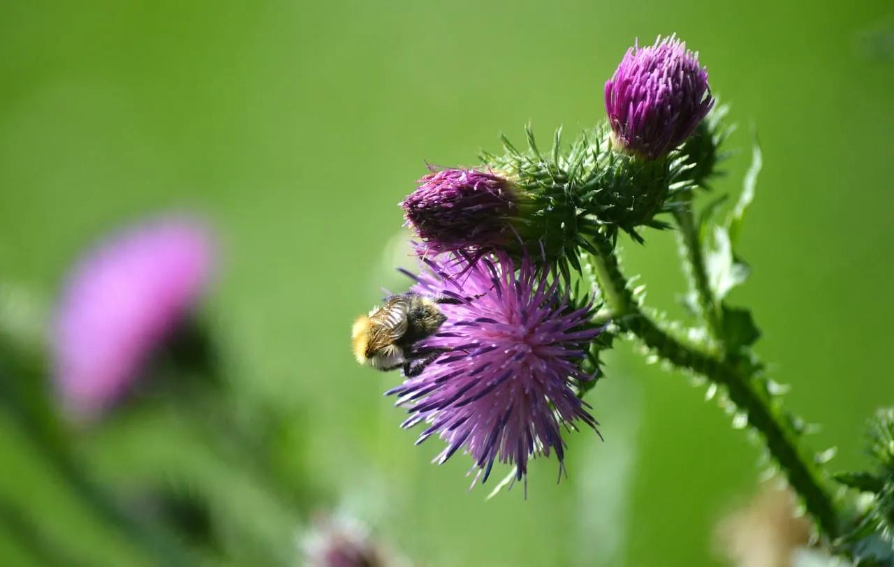 Vibrant Thistle Bloom: Bumblebee's Nectar Oasis