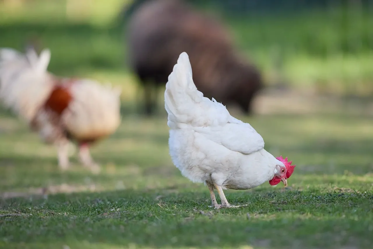 Vibrant Free-Range Hens Foraging in Sunny Pasture