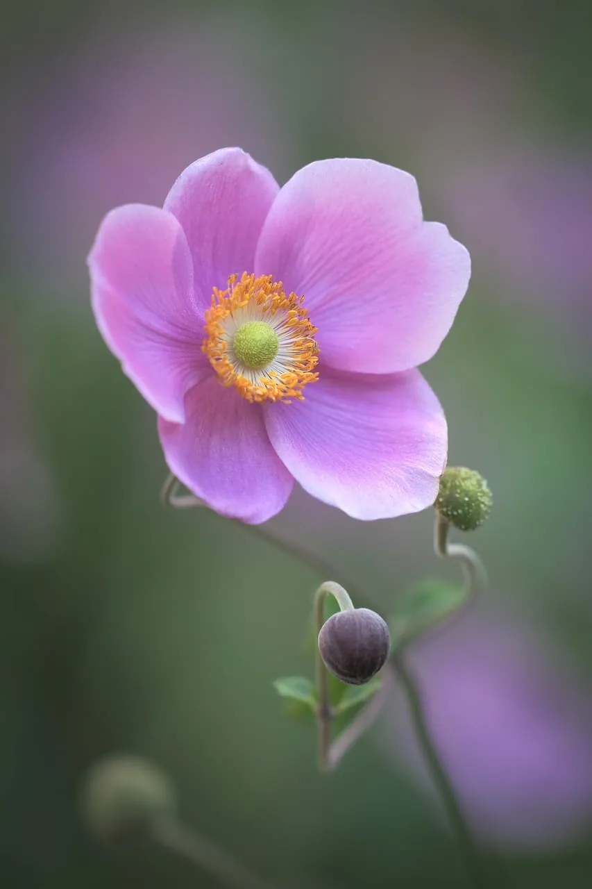 Vibrant Pink Anemone Bloom: Delicate Spring Beauty