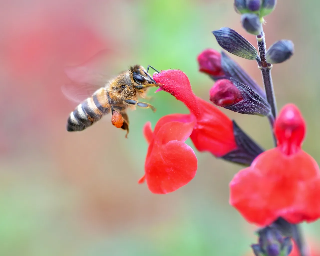 Vibrant Bloom: Busy Bee Pollinating Red Flowers