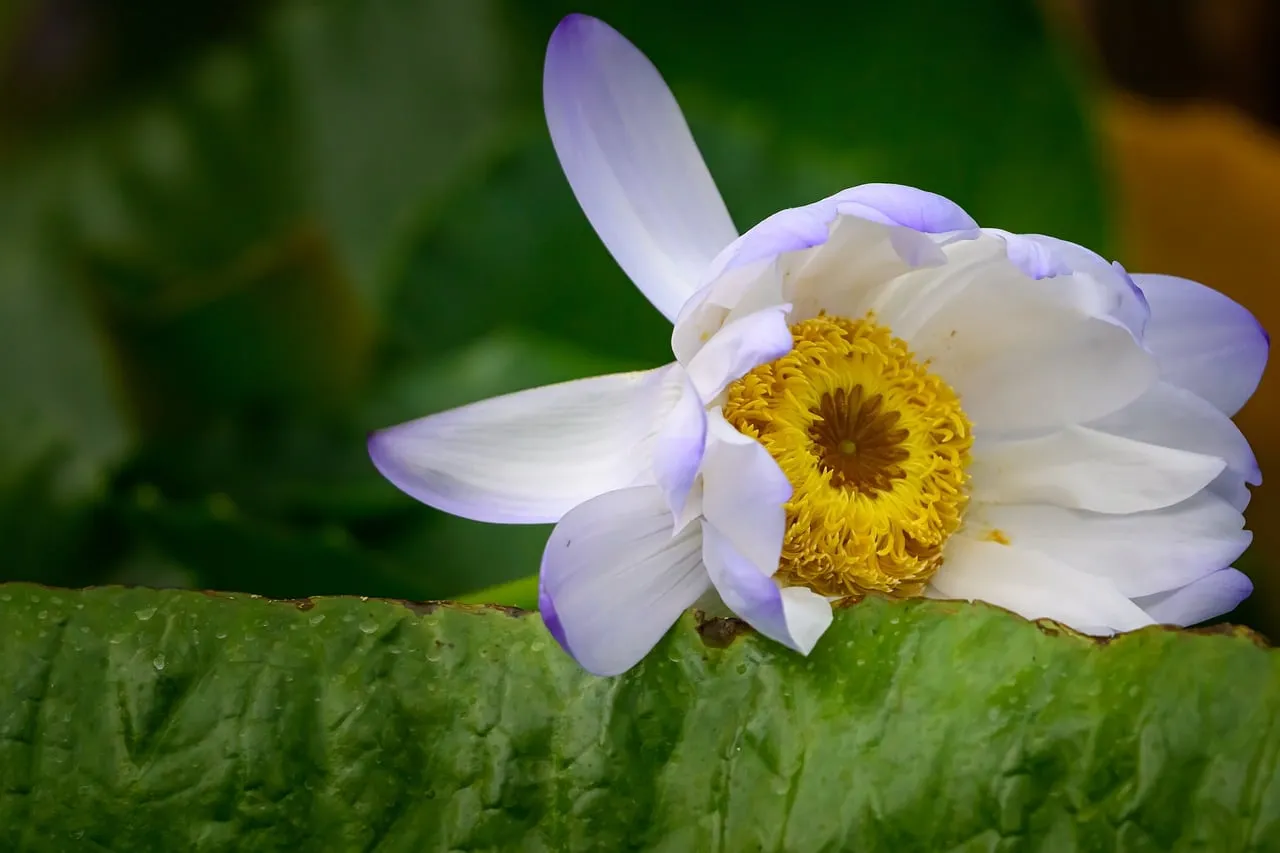 Exquisite Water Lily: Nature's Serene Blossom