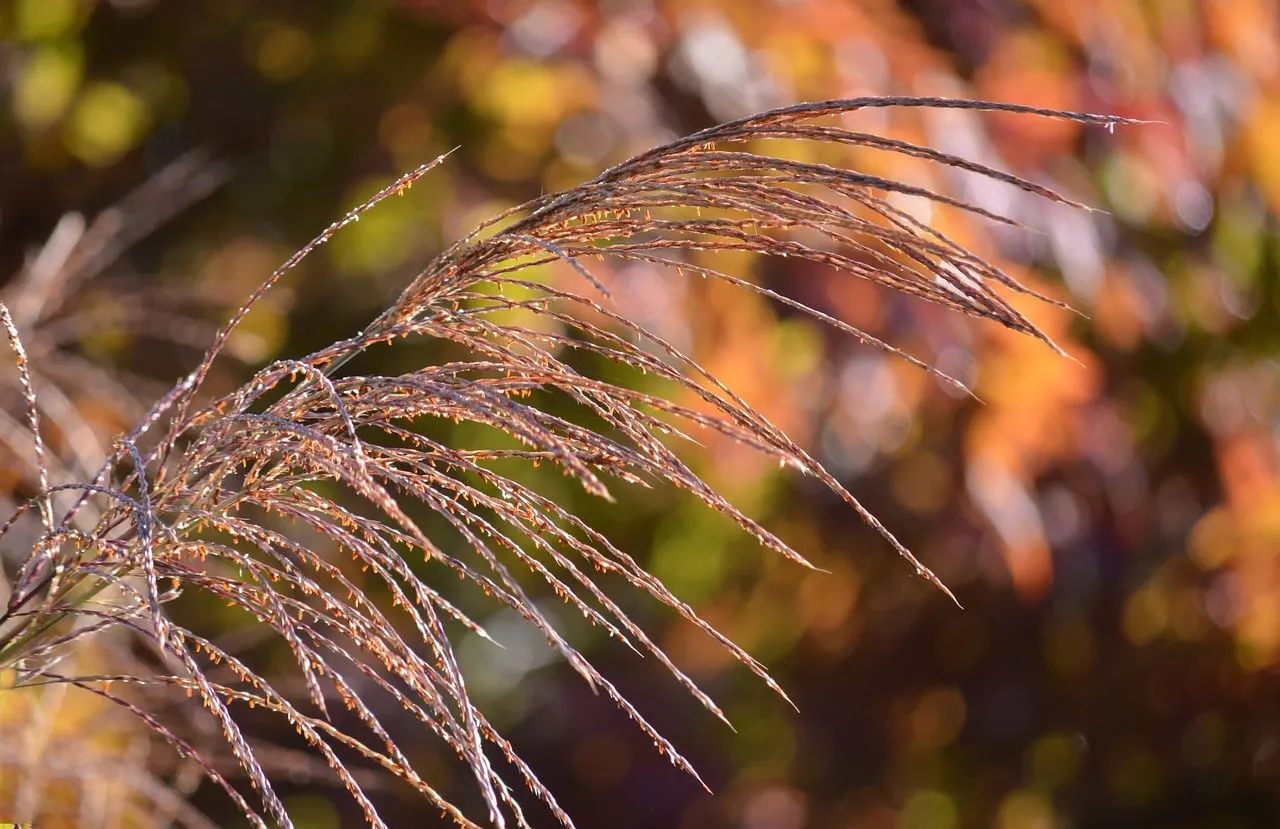 Golden Autumn Grass: Nature's Soft Hues & Gentle Glow