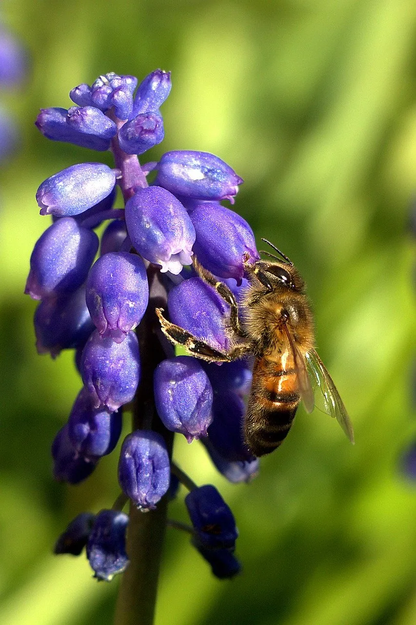 Vibrant Purple Bloom: Bee's Nectar Delight