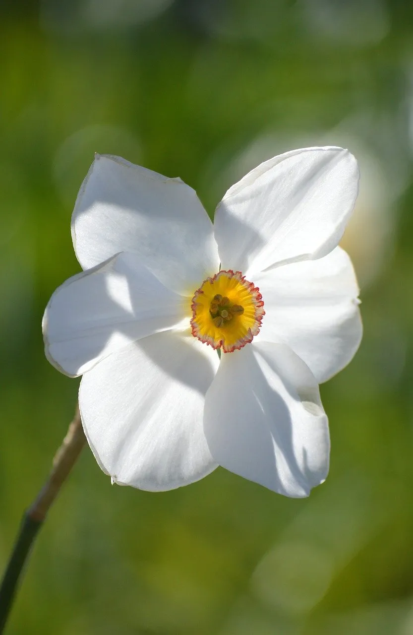 Stunning White Daffodil: A Symbol of Spring's Pure Beauty