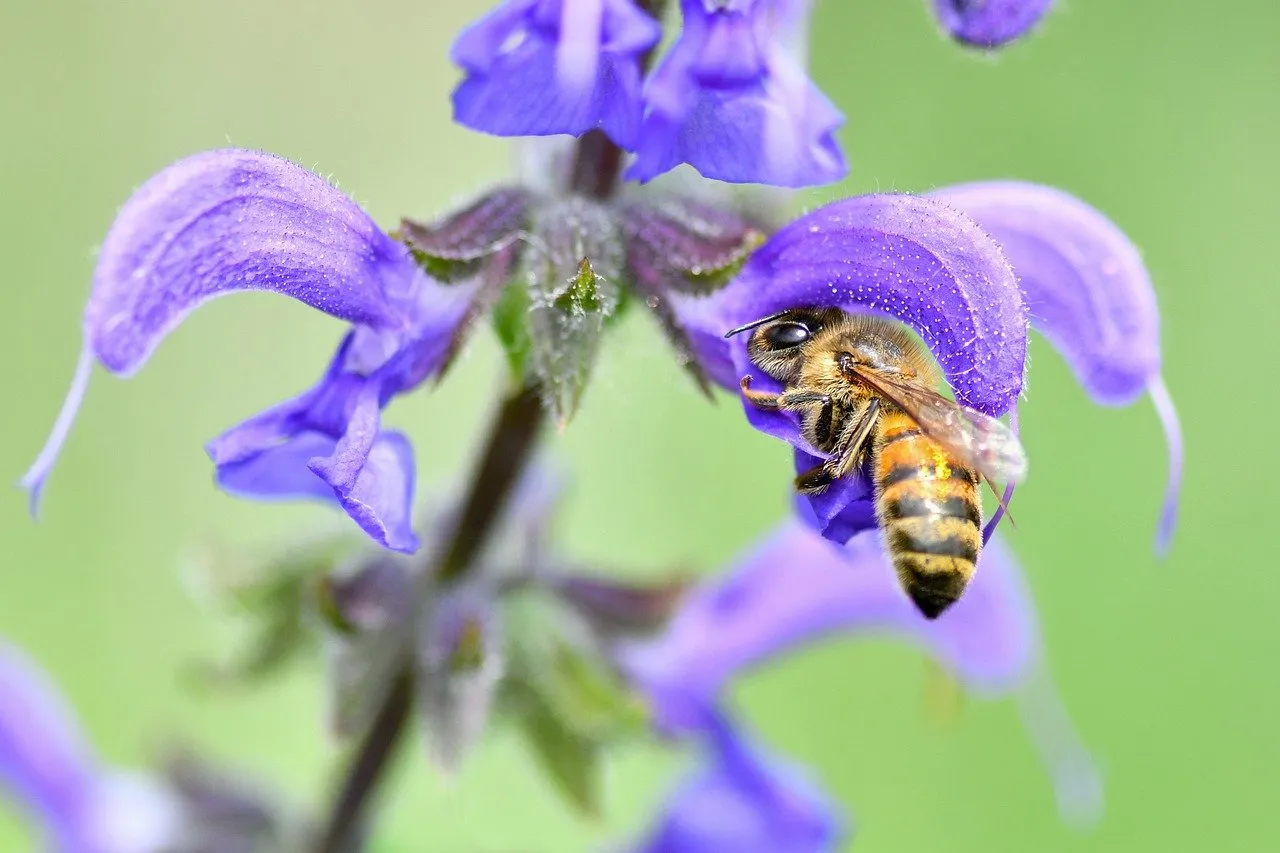 Vibrant Macro: Busy Bee Pollinating Purple Meadow Clary