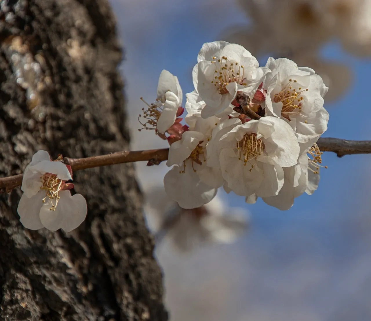 Stunning Apricot Blossoms: Spring's Delicate Embrace
