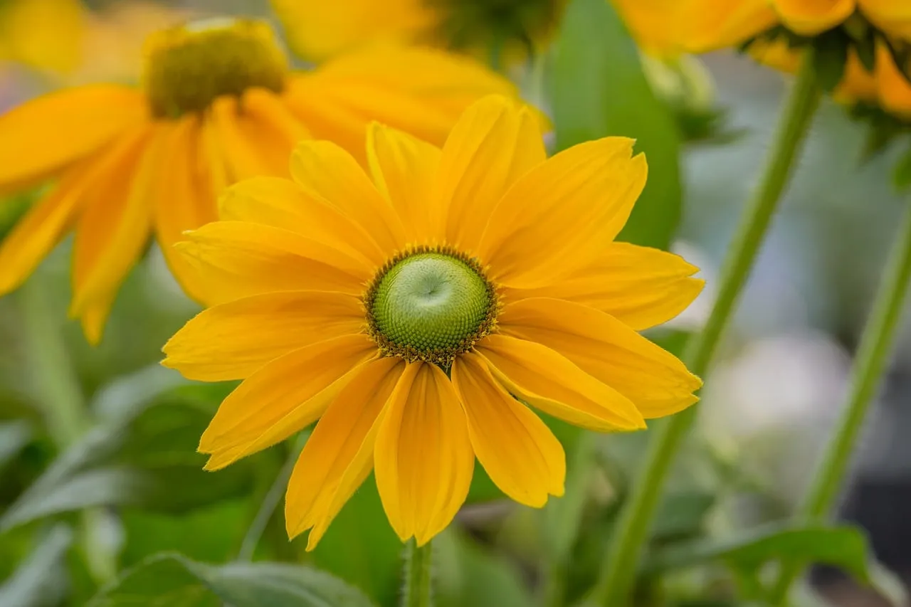 Vibrant Yellow Daisy: A Macro Summer Delight