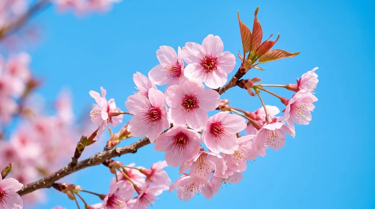 Vibrant Cherry Blossoms: A Symphony of Pink Against Azure