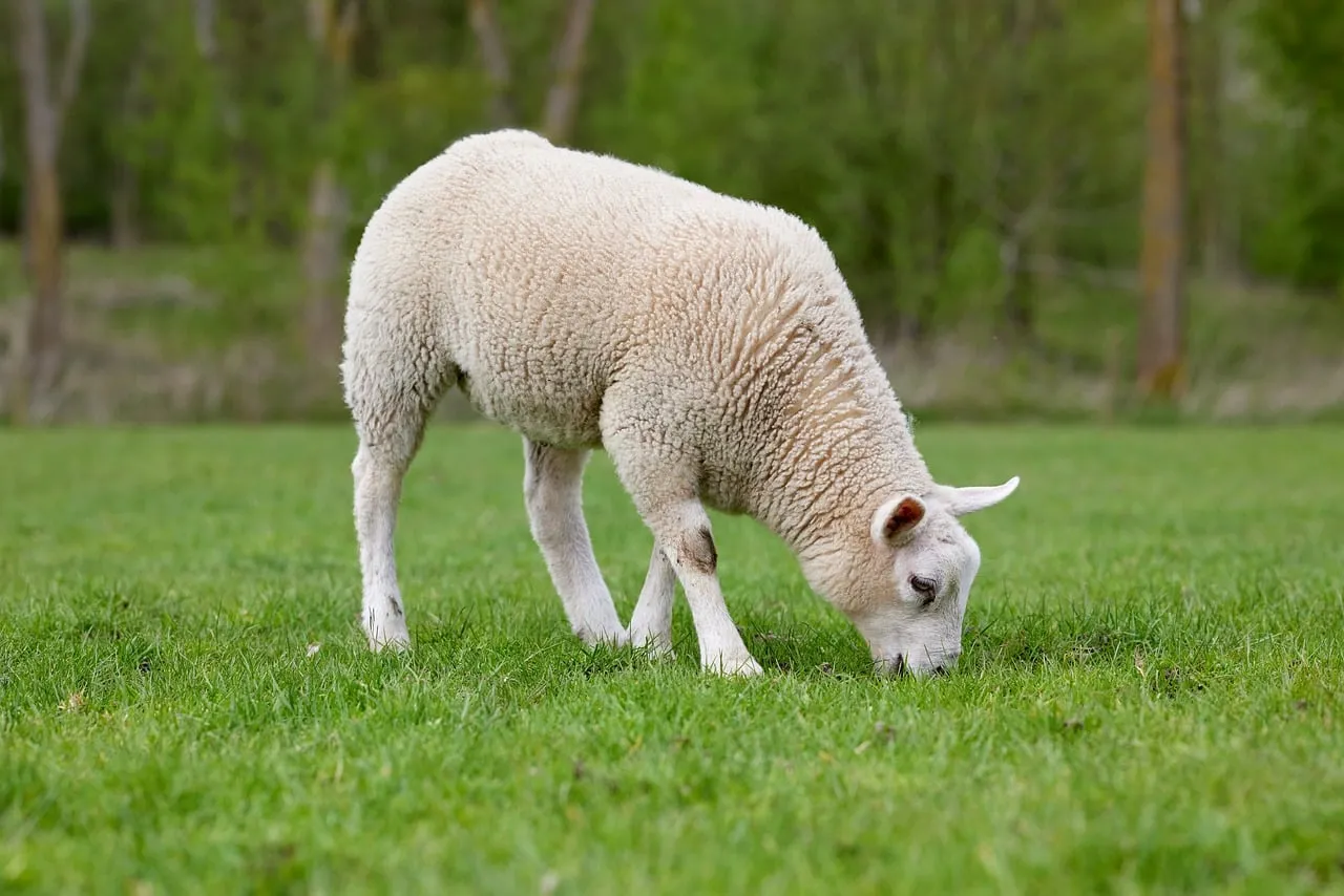 Charming Lamb Grazing: Idyllic Springtime Serenity