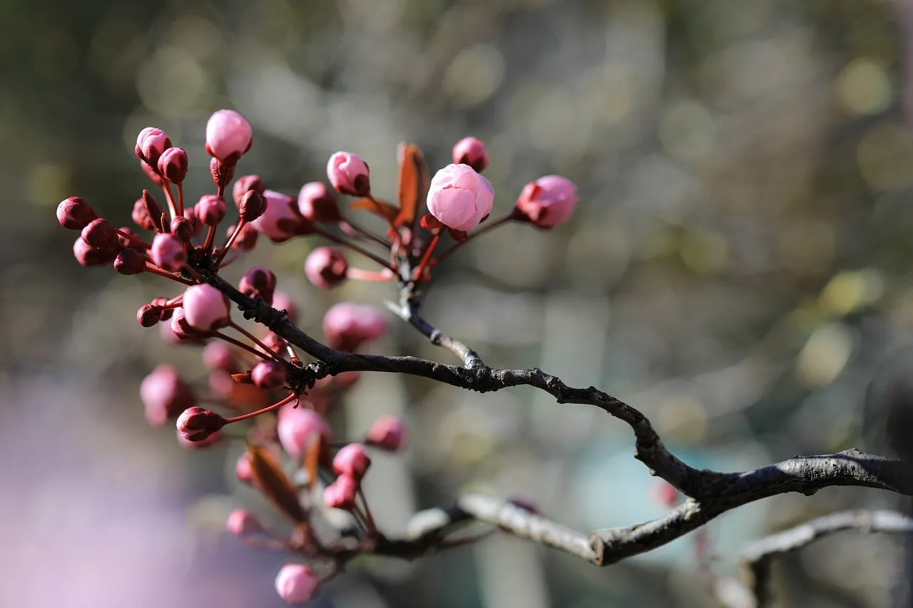 Vibrant Spring Awakening: Plum Blossom Buds Unfurl