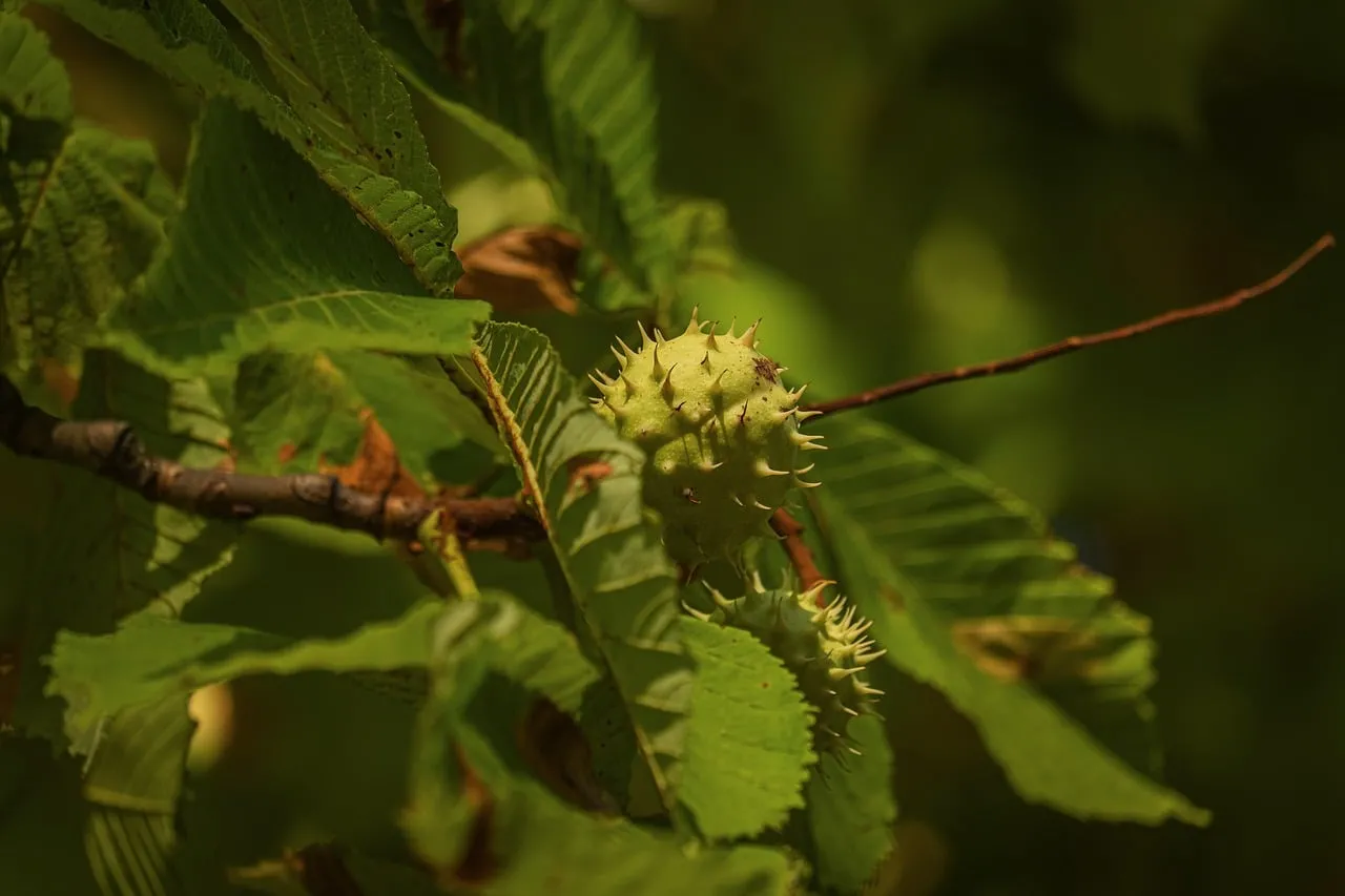 Vibrant Spiked Horse Chestnut Fruit in Summer Green
