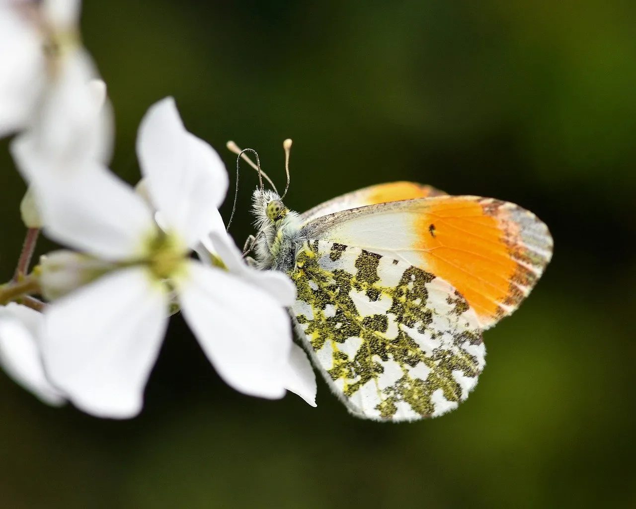Vibrant Orange-tip Butterfly on Delicate Spring Bloom