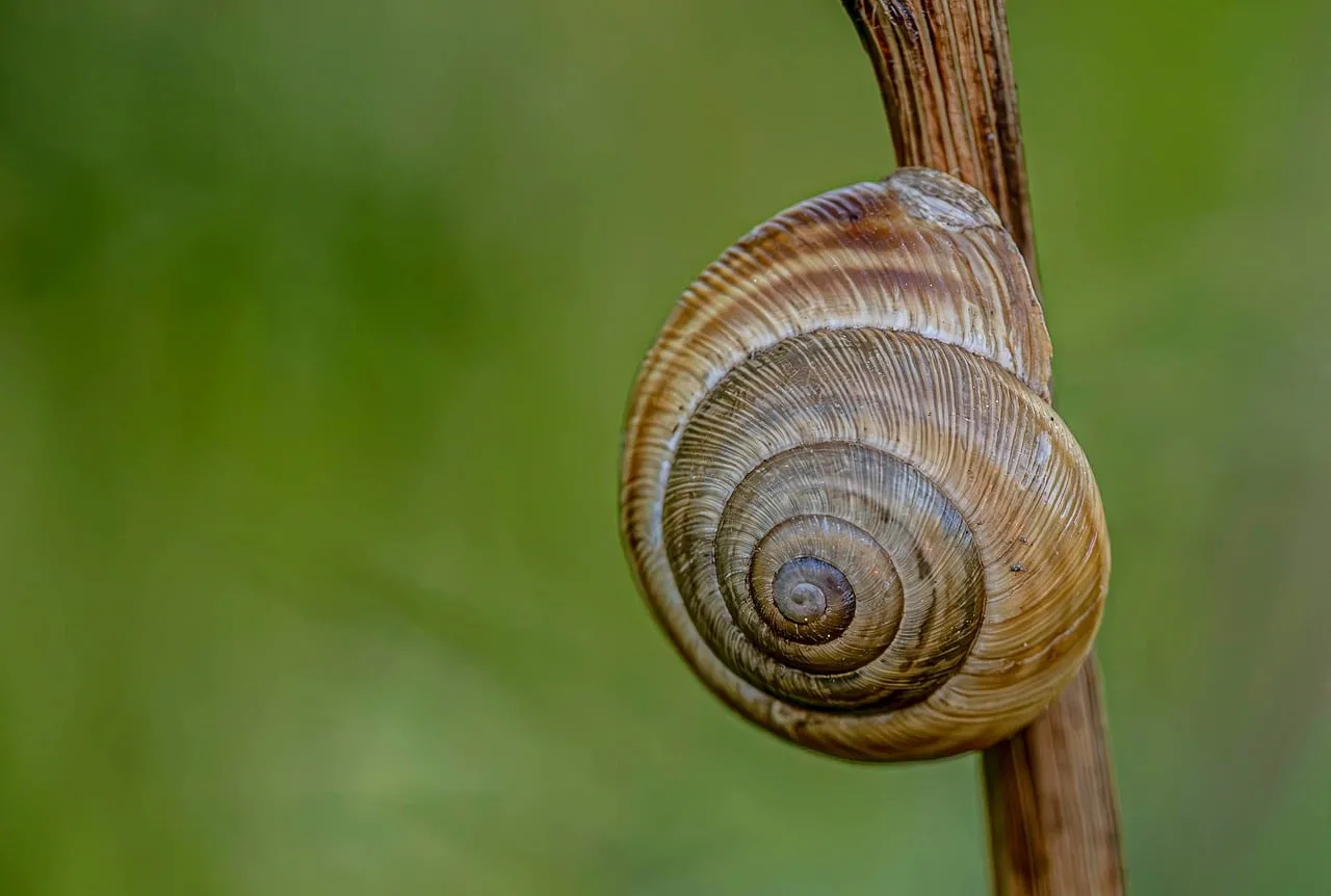 Stunning Macro: Snail Shell's Intricate Spiral Beauty
