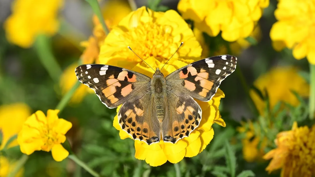 Vibrant Painted Lady Butterfly on Golden Marigolds