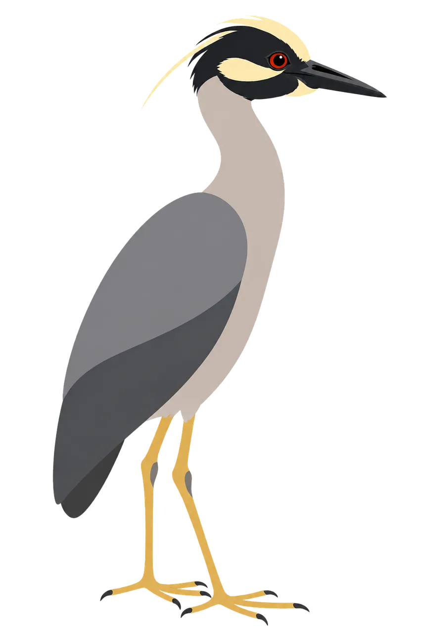 Striking Yellow-Crowned Night Heron Illustration: A Hunter's Silhouette