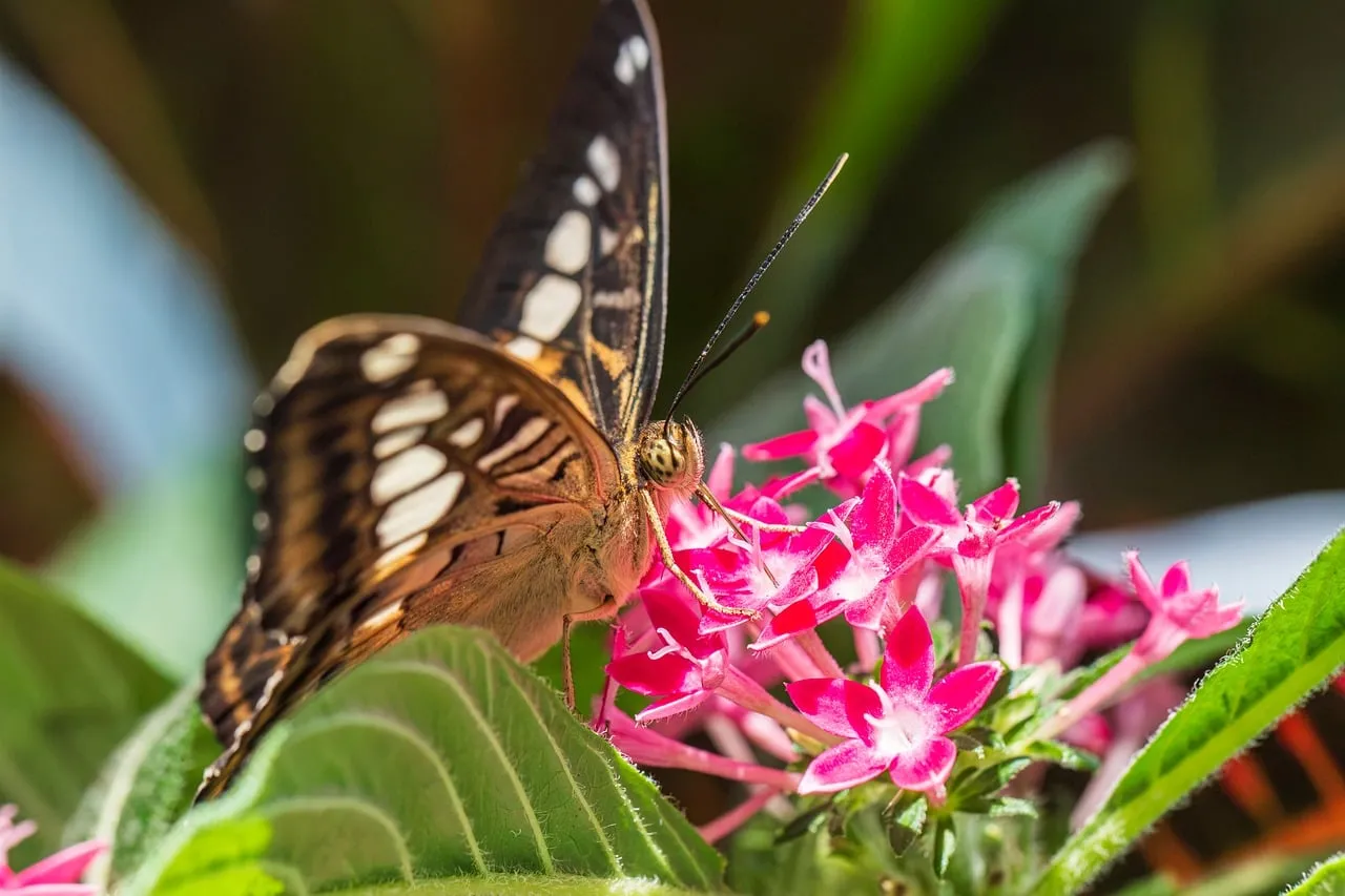 Vibrant Butterfly on Pink Flowers: A Summer Macro Delight