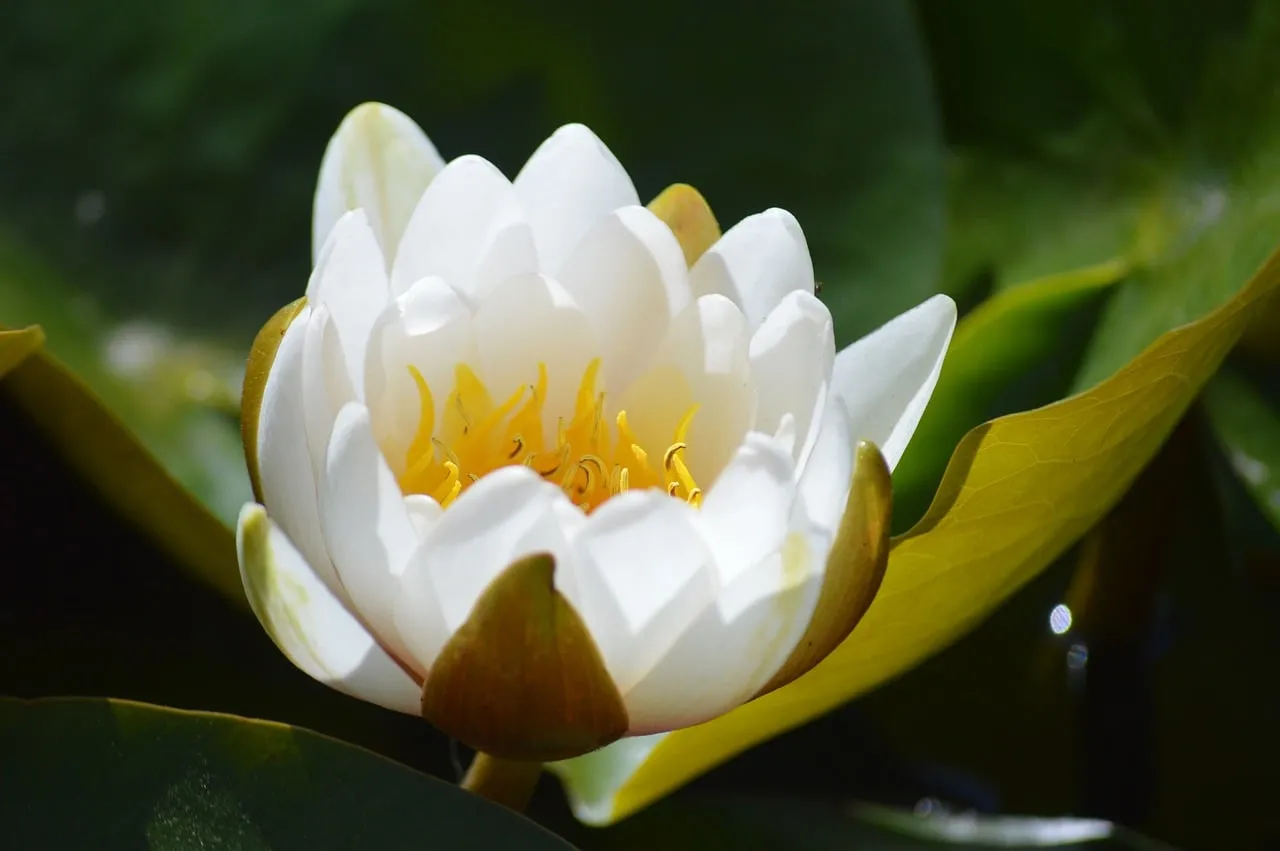 Stunning White Water Lily Unfolding in Serene Pond