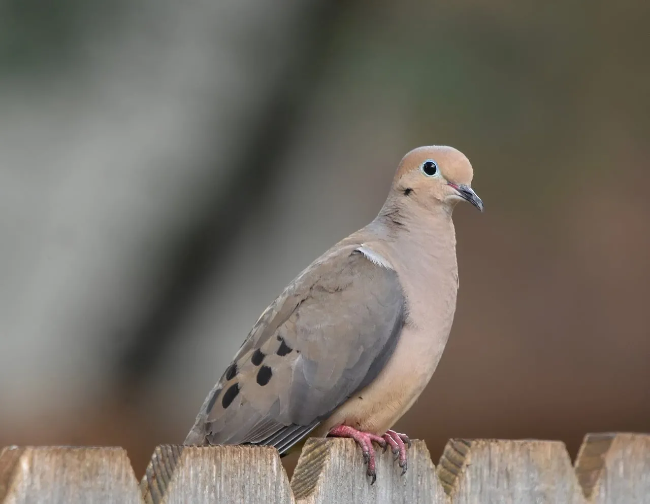Serene Mourning Dove Perched on a Rustic Fence